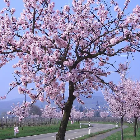 Vendégház Zum Rebhang Oestrich-Winkel